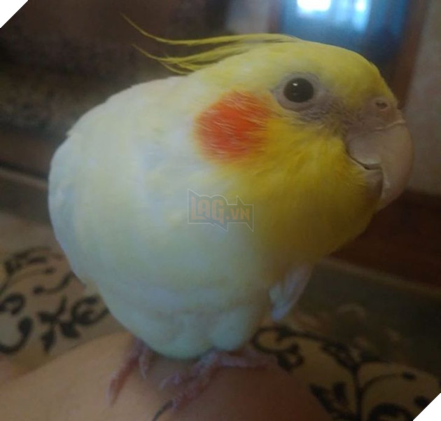 Những hình ảnh so sánh khi các bé thú cưng còn làm giang hồ đi hoang và sau khi được các sen yêu thương để rồi trở nên vô cùng đáng yêu 10