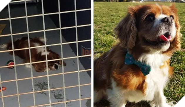 Những hình ảnh so sánh khi các bé thú cưng còn làm giang hồ đi hoang và sau khi được các sen yêu thương để rồi trở nên vô cùng đáng yêu 11