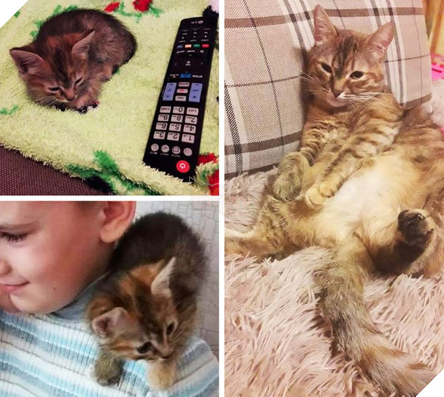 Những hình ảnh so sánh khi các bé thú cưng còn làm giang hồ đi hoang và sau khi được các sen yêu thương để rồi trở nên vô cùng đáng yêu 12