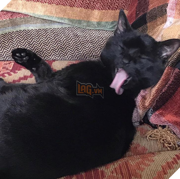 Những hình ảnh so sánh khi các bé thú cưng còn làm giang hồ đi hoang và sau khi được các sen yêu thương để rồi trở nên vô cùng đáng yêu 13