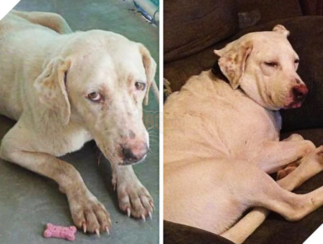 Những hình ảnh so sánh khi các bé thú cưng còn làm giang hồ đi hoang và sau khi được các sen yêu thương để rồi trở nên vô cùng đáng yêu 14