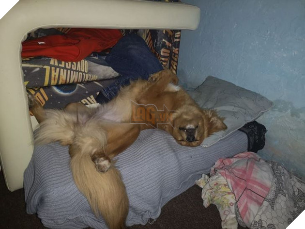 Những hình ảnh so sánh khi các bé thú cưng còn làm giang hồ đi hoang và sau khi được các sen yêu thương để rồi trở nên vô cùng đáng yêu 16