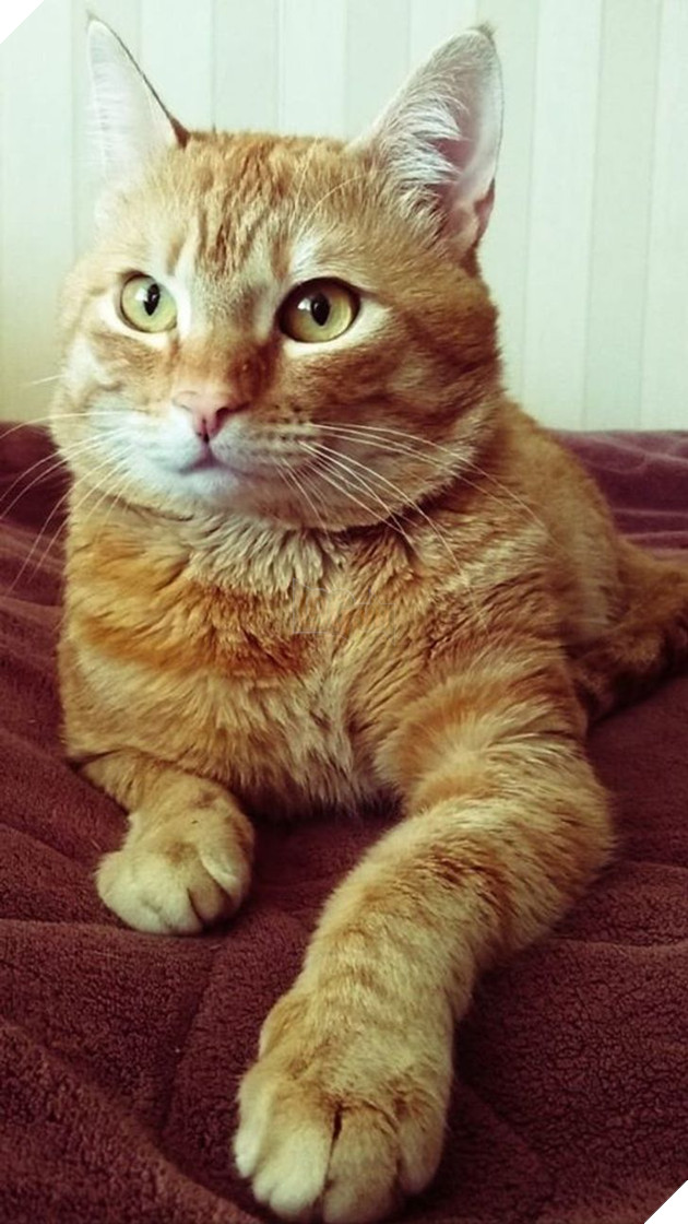 Những hình ảnh so sánh khi các bé thú cưng còn làm giang hồ đi hoang và sau khi được các sen yêu thương để rồi trở nên vô cùng đáng yêu 17