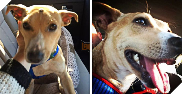 Những hình ảnh so sánh khi các bé thú cưng còn làm giang hồ đi hoang và sau khi được các sen yêu thương để rồi trở nên vô cùng đáng yêu 18