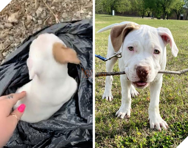 Những hình ảnh so sánh khi các bé thú cưng còn làm giang hồ đi hoang và sau khi được các sen yêu thương để rồi trở nên vô cùng đáng yêu 2