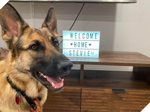 Những hình ảnh so sánh khi các bé thú cưng còn làm giang hồ đi hoang và sau khi được các sen yêu thương để rồi trở nên vô cùng đáng yêu 20