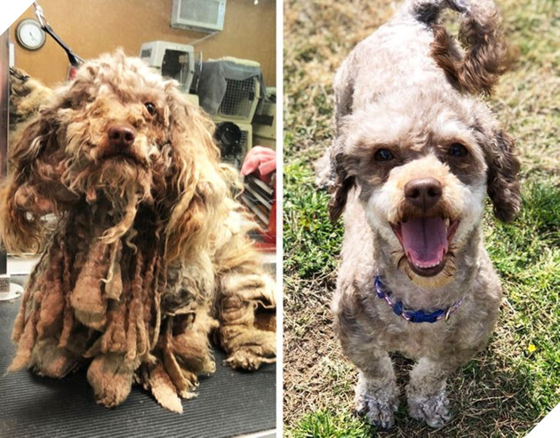 Những hình ảnh so sánh khi các bé thú cưng còn làm giang hồ đi hoang và sau khi được các sen yêu thương để rồi trở nên vô cùng đáng yêu 22