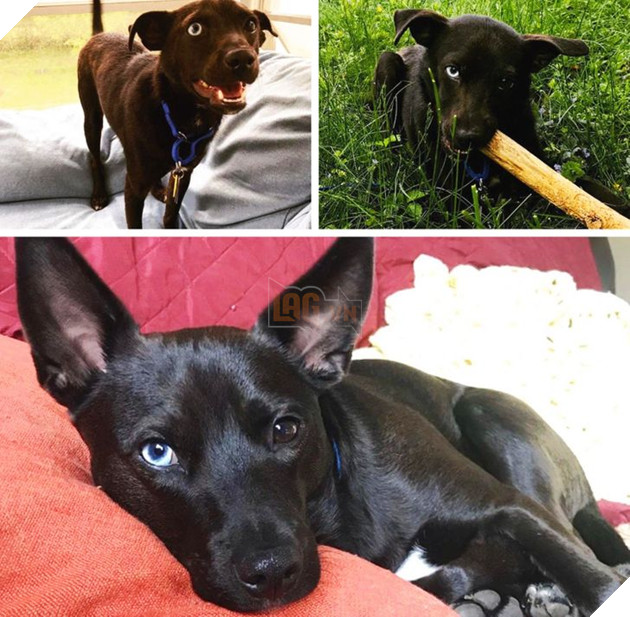 Những hình ảnh so sánh khi các bé thú cưng còn làm giang hồ đi hoang và sau khi được các sen yêu thương để rồi trở nên vô cùng đáng yêu 24