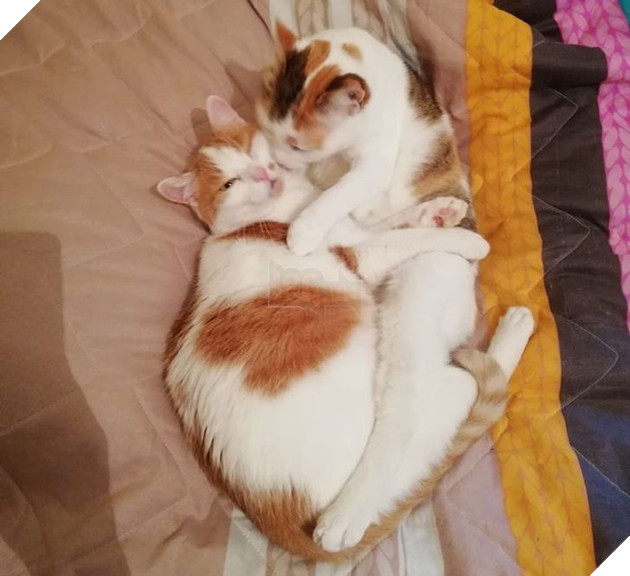 Những hình ảnh so sánh khi các bé thú cưng còn làm giang hồ đi hoang và sau khi được các sen yêu thương để rồi trở nên vô cùng đáng yêu 25