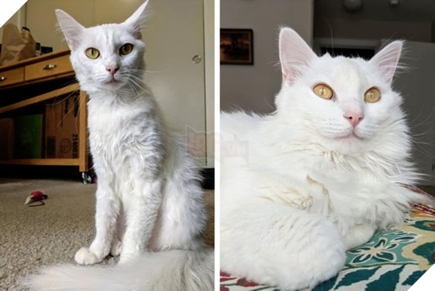 Những hình ảnh so sánh khi các bé thú cưng còn làm giang hồ đi hoang và sau khi được các sen yêu thương để rồi trở nên vô cùng đáng yêu 3