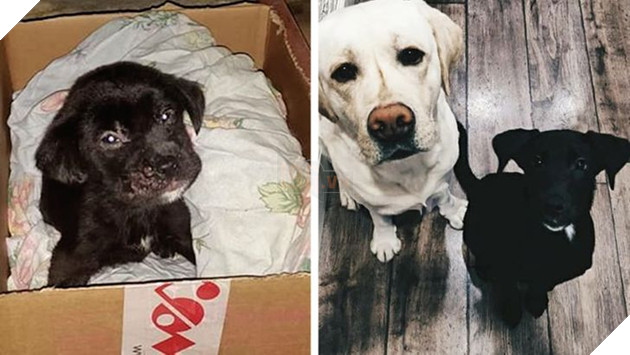 Những hình ảnh so sánh khi các bé thú cưng còn làm giang hồ đi hoang và sau khi được các sen yêu thương để rồi trở nên vô cùng đáng yêu 4