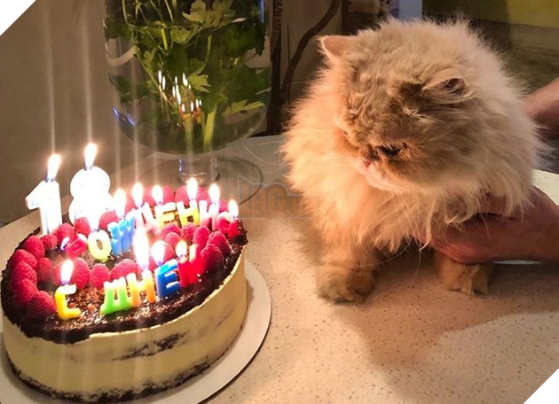 Những hình ảnh so sánh khi các bé thú cưng còn làm giang hồ đi hoang và sau khi được các sen yêu thương để rồi trở nên vô cùng đáng yêu 5