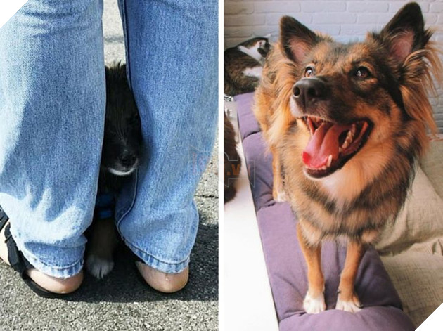 Những hình ảnh so sánh khi các bé thú cưng còn làm giang hồ đi hoang và sau khi được các sen yêu thương để rồi trở nên vô cùng đáng yêu 6