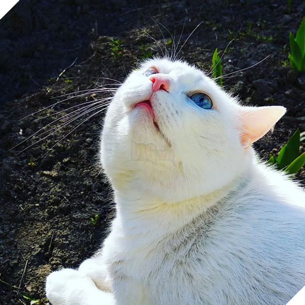 Những hình ảnh so sánh khi các bé thú cưng còn làm giang hồ đi hoang và sau khi được các sen yêu thương để rồi trở nên vô cùng đáng yêu 7