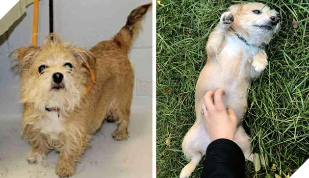 Những hình ảnh so sánh khi các bé thú cưng còn làm giang hồ đi hoang và sau khi được các sen yêu thương để rồi trở nên vô cùng đáng yêu 8