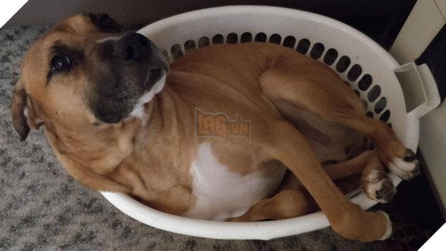 15 loài động vật có tính cách vô cùng kỳ lạ thông qua việc chúng làm khiến cho các con sen phải bật cười thích thú 11