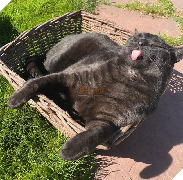 15 loài động vật có tính cách vô cùng kỳ lạ thông qua việc chúng làm khiến cho các con sen phải bật cười thích thú 5