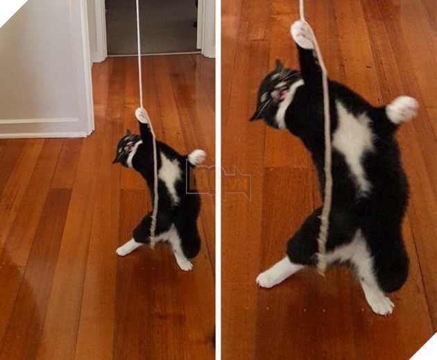 15 loài động vật có tính cách vô cùng kỳ lạ thông qua việc chúng làm khiến cho các con sen phải bật cười thích thú 9