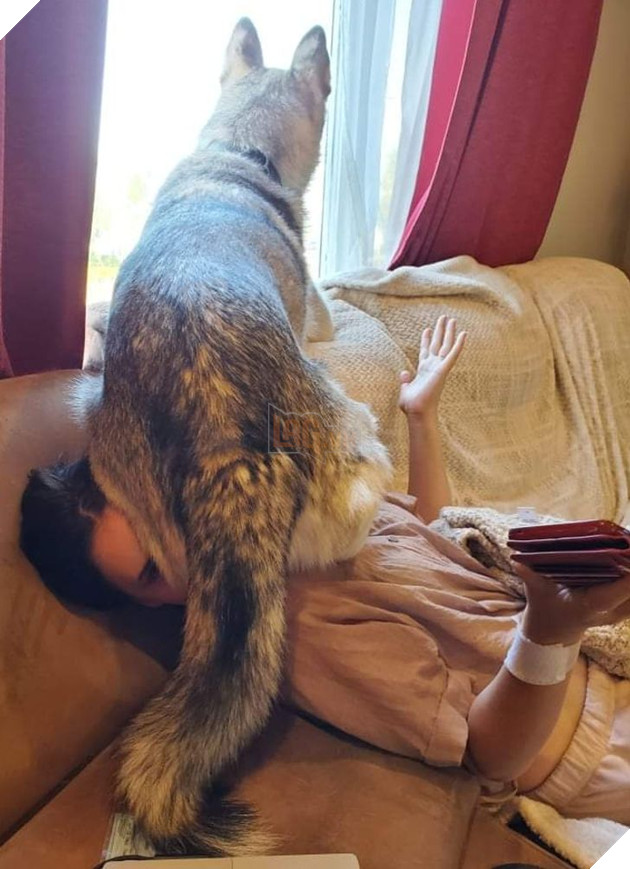 15 loài động vật có tính cách vô cùng kỳ lạ thông qua việc chúng làm khiến cho các con sen phải bật cười thích thú 4