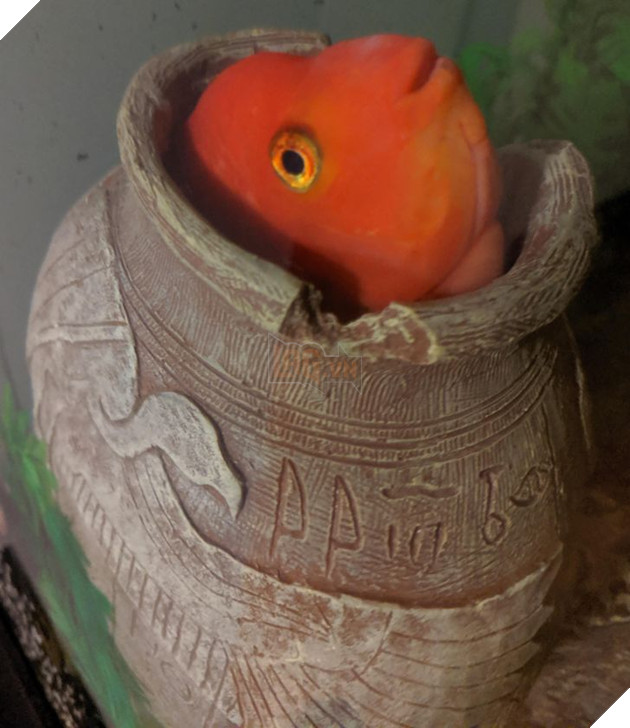 15 loài động vật có tính cách vô cùng kỳ lạ thông qua việc chúng làm khiến cho các con sen phải bật cười thích thú 15