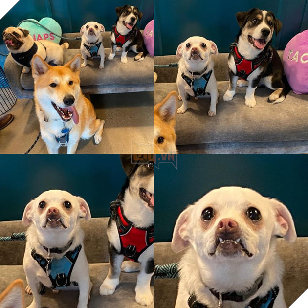 15 loài động vật có tính cách vô cùng kỳ lạ thông qua việc chúng làm khiến cho các con sen phải bật cười thích thú 13