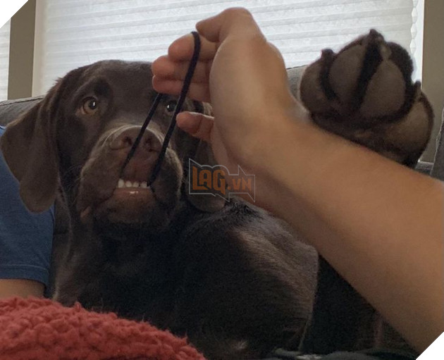 15 loài động vật có tính cách vô cùng kỳ lạ thông qua việc chúng làm khiến cho các con sen phải bật cười thích thú 6