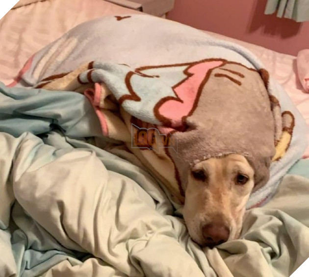 15 loài động vật có tính cách vô cùng kỳ lạ thông qua việc chúng làm khiến cho các con sen phải bật cười thích thú 14