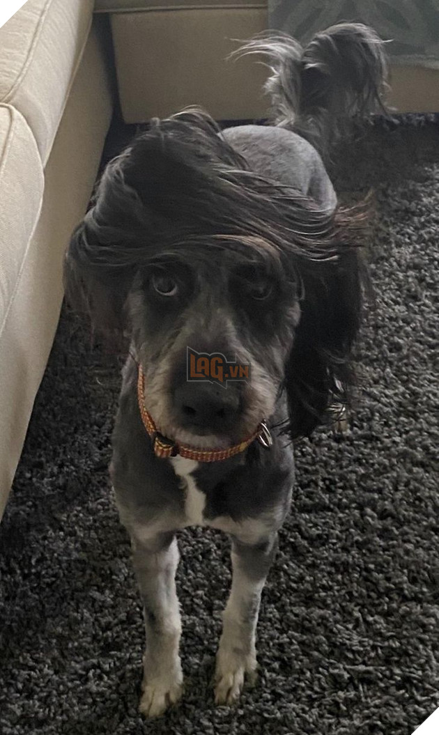 15 loài động vật có tính cách vô cùng kỳ lạ thông qua việc chúng làm khiến cho các con sen phải bật cười thích thú 8