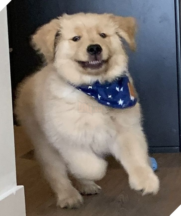 15 loài động vật có tính cách vô cùng kỳ lạ thông qua việc chúng làm khiến cho các con sen phải bật cười thích thú