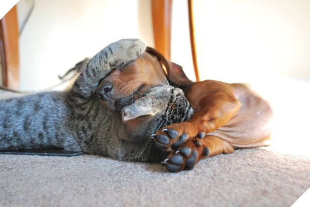 20 bé mèo ngọt ngào đem lòng yêu thương hết mực các bé cún cưng 