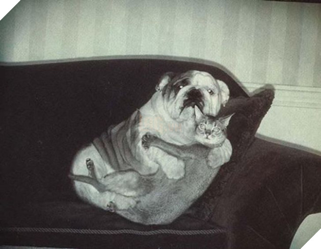 20 bé mèo ngọt ngào đem lòng yêu thương hết mực các bé cún cưng  15