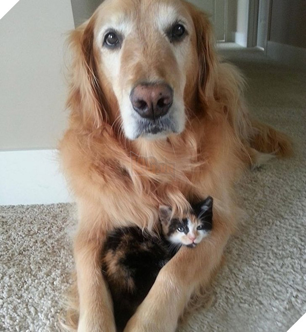 20 bé mèo ngọt ngào đem lòng yêu thương hết mực các bé cún cưng  10