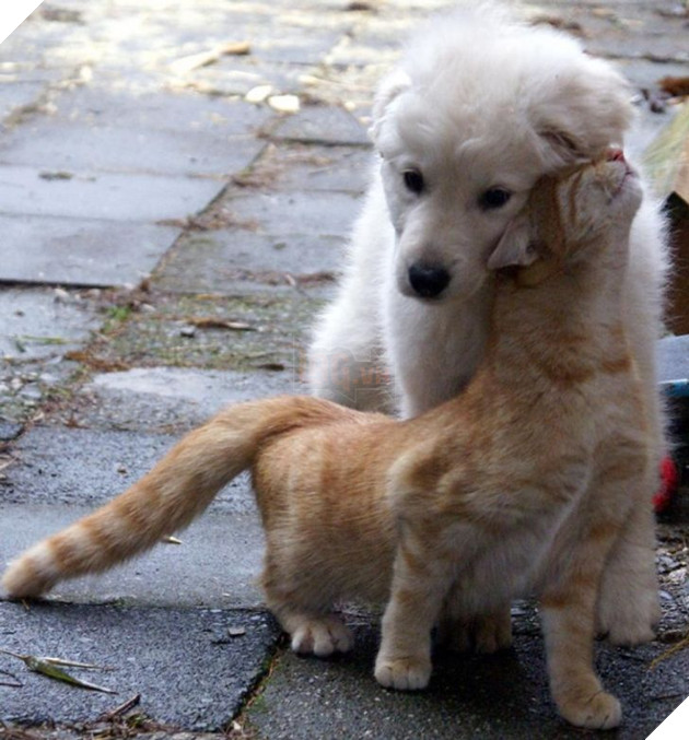 20 bé mèo ngọt ngào đem lòng yêu thương hết mực các bé cún cưng  12