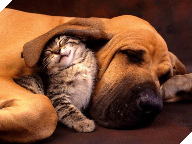 20 bé mèo ngọt ngào đem lòng yêu thương hết mực các bé cún cưng  2