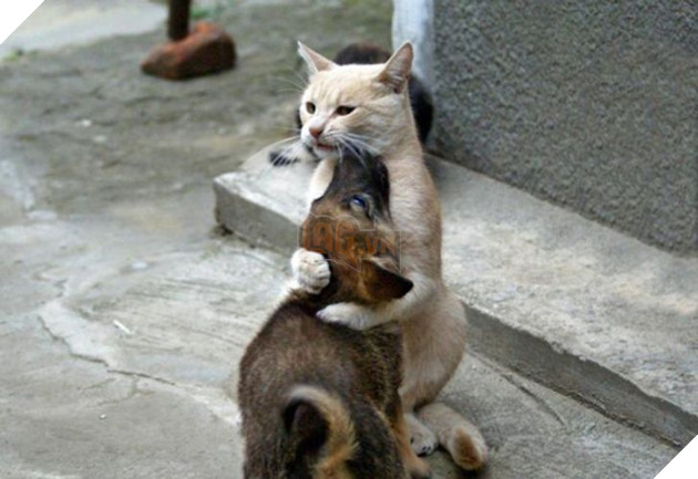 20 bé mèo ngọt ngào đem lòng yêu thương hết mực các bé cún cưng  6