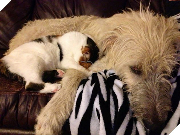 20 bé mèo ngọt ngào đem lòng yêu thương hết mực các bé cún cưng  9