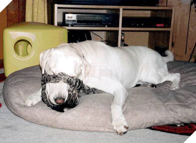 20 bé mèo ngọt ngào đem lòng yêu thương hết mực các bé cún cưng  16