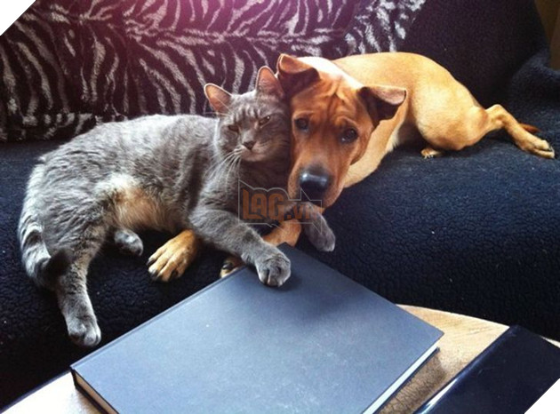 20 bé mèo ngọt ngào đem lòng yêu thương hết mực các bé cún cưng  17