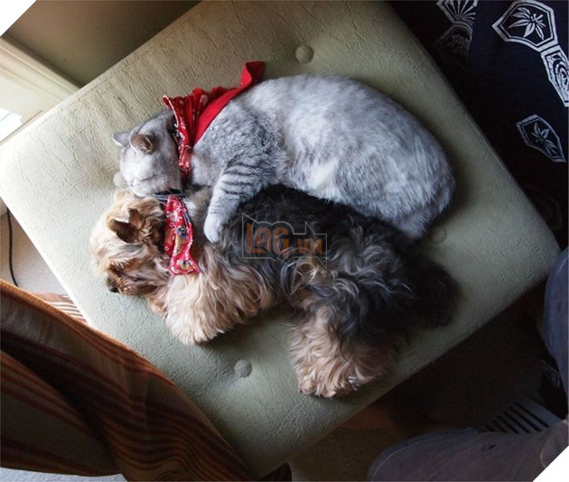 20 bé mèo ngọt ngào đem lòng yêu thương hết mực các bé cún cưng  8