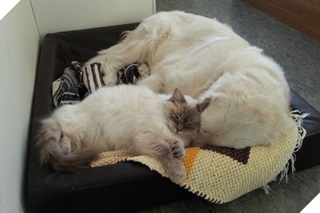 20 bé mèo ngọt ngào đem lòng yêu thương hết mực các bé cún cưng  18