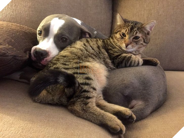 20 bé mèo ngọt ngào đem lòng yêu thương hết mực các bé cún cưng  3