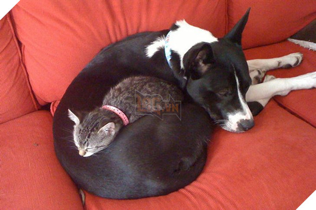 20 bé mèo ngọt ngào đem lòng yêu thương hết mực các bé cún cưng  4
