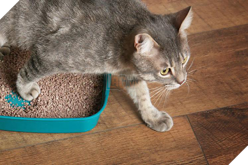 Hướng dẫn cách để chăm sóc mèo già và những vấn đề thường xảy ra 6