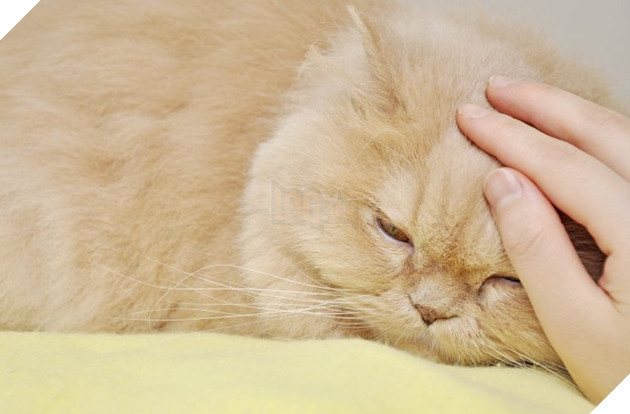 Hướng dẫn cách để chăm sóc mèo già và những vấn đề thường xảy ra 8