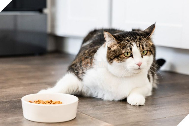 Hướng dẫn cách để chăm sóc mèo già và những vấn đề thường xảy ra 2