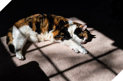 Hướng dẫn cách để chăm sóc mèo già và những vấn đề thường xảy ra 3