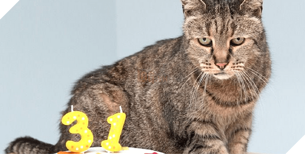 Hướng dẫn cách để chăm sóc mèo già và những vấn đề thường xảy ra 5