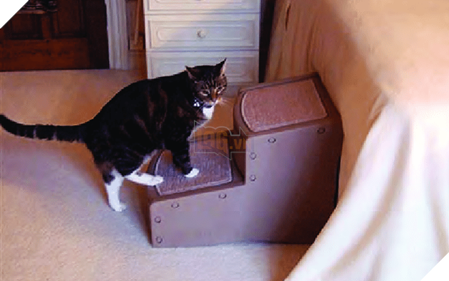 Hướng dẫn cách để chăm sóc mèo già và những vấn đề thường xảy ra 4