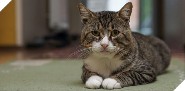 Hướng dẫn cách để chăm sóc mèo già và những vấn đề thường xảy ra