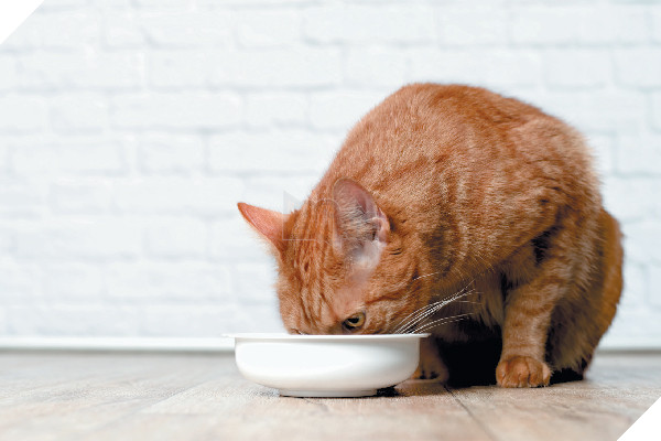 Hướng dẫn cách để chăm sóc mèo già và những vấn đề thường xảy ra 7